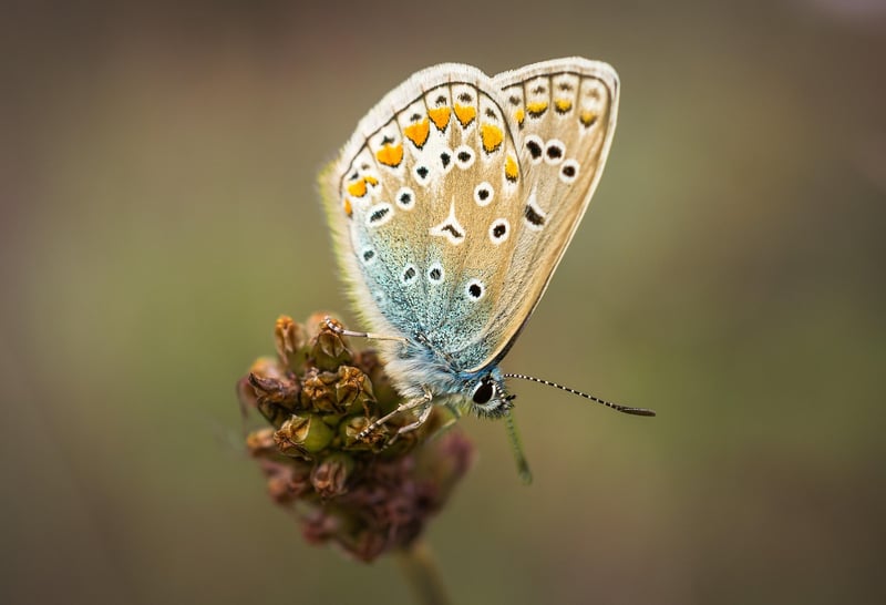 Butterfly Effect Mitigation